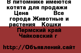 В питомнике имеются котята для продажи › Цена ­ 30 000 - Все города Животные и растения » Кошки   . Пермский край,Чайковский г.